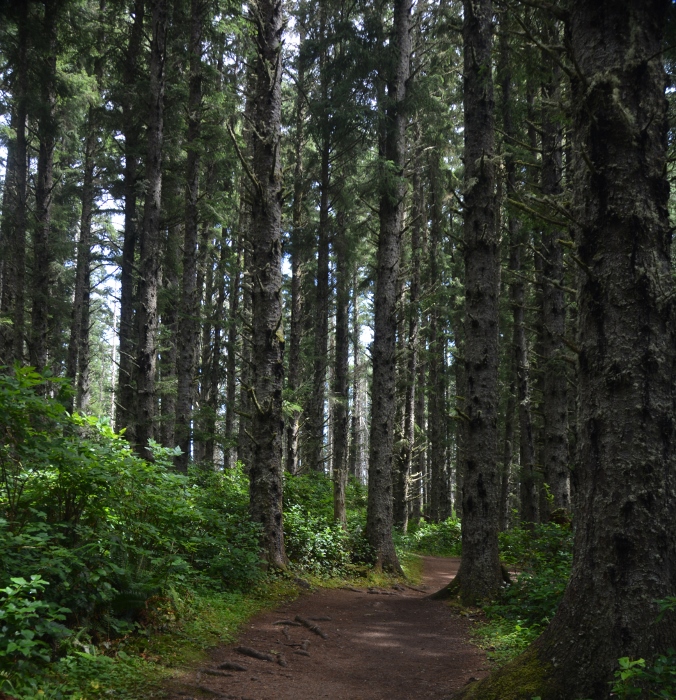 a walking trail in Cape Meares State Park
